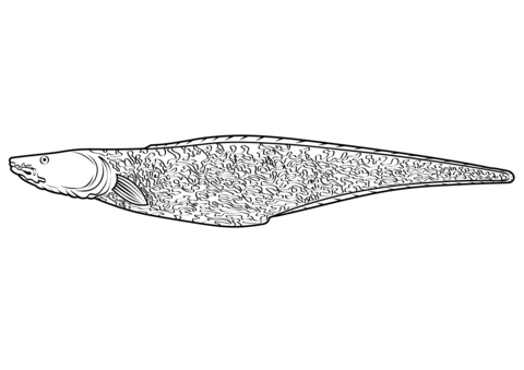 Kingklip (Genypterus Capensis) Coloring Page